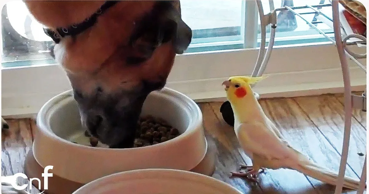 A dog eats from a bowl as a cockatiel perches nearby, both in a cozy indoor setting.