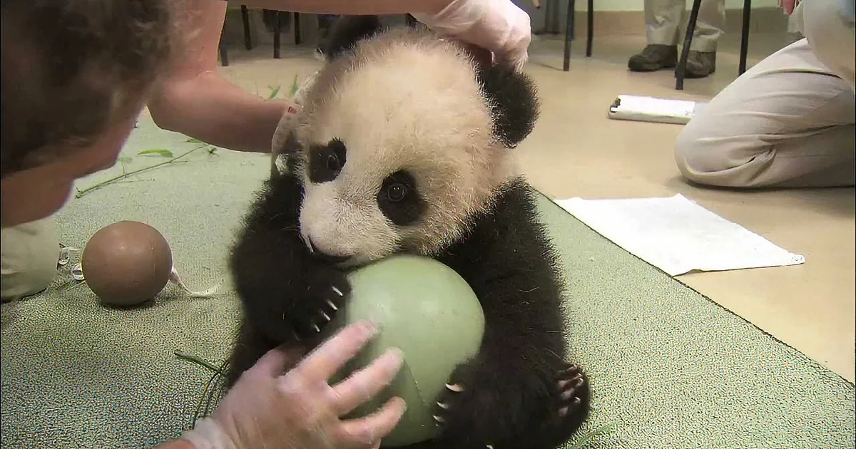 A baby panda is being examined by a person wearing gloves, holding a green object.