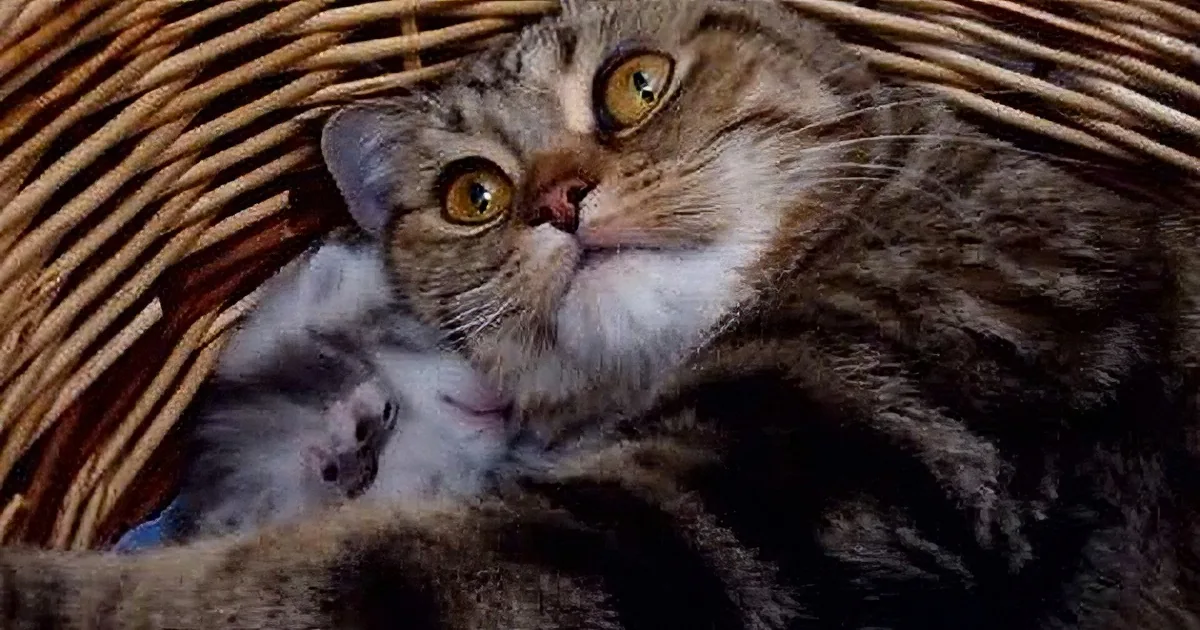 A tabby cat with yellow eyes sits in a wicker basket, cradling a small kitten.