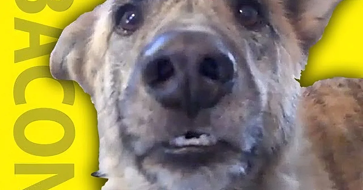 He Ate All the Food, and the Dog Got Mad. Don''t Miss What He Does After! He''s Adorable!