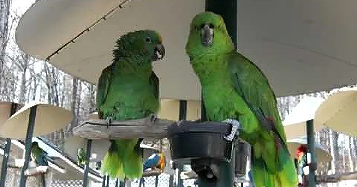Parrots Have a Very Rough Discussion. You Do Not Want to Miss It! It''s Hilarious!