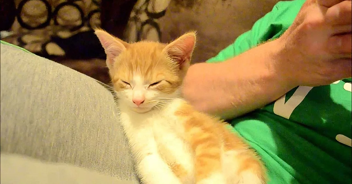 A relaxed orange and white kitten rests on a person's lap, eyes closed, with a hand gently petting it.