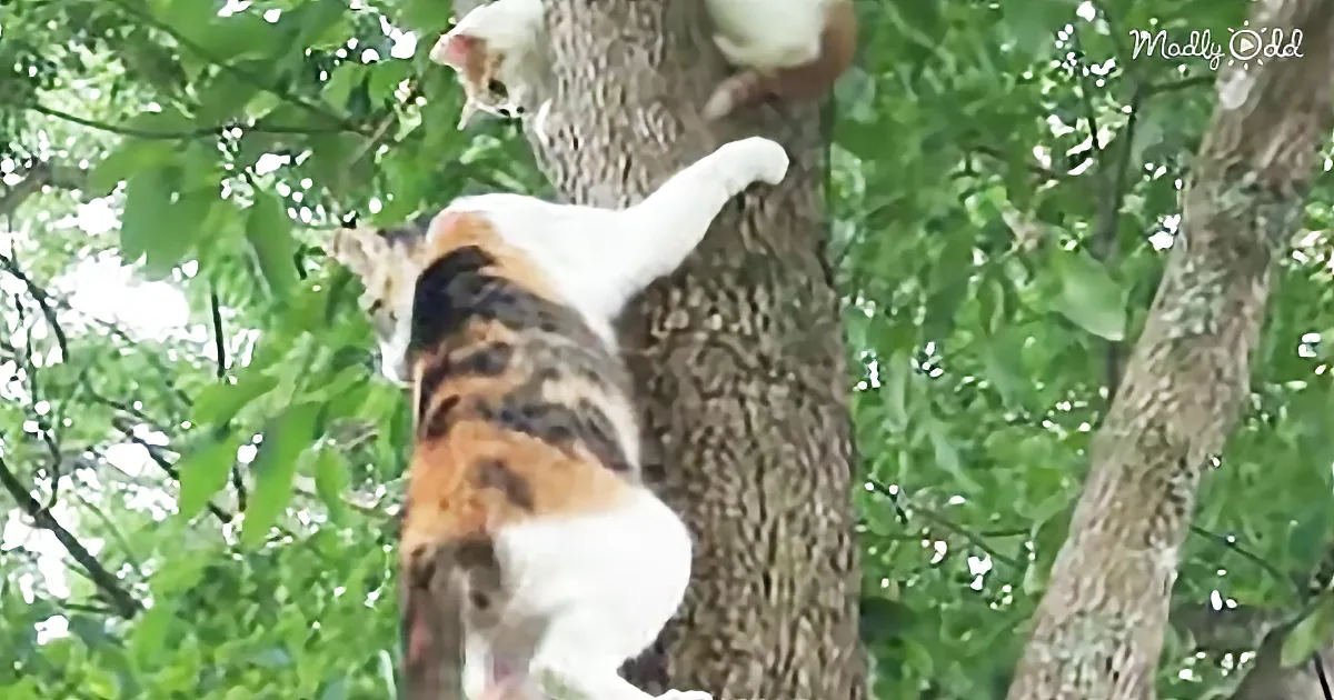 This Mama Cat May Get Hired by the Fire Department. She Rescues Her Kitten Like a Pro