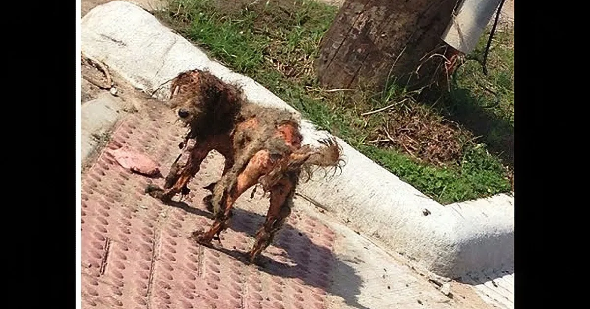 A dog with matted fur and a bandaged leg is lying on a brick path near a tree.