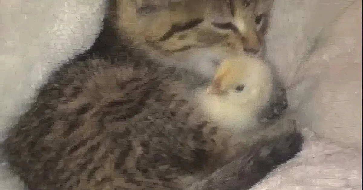 Kitten Takes Care of His Little Bird! This Sweet Friendship Will Make Your Heart Melt Like Butter!