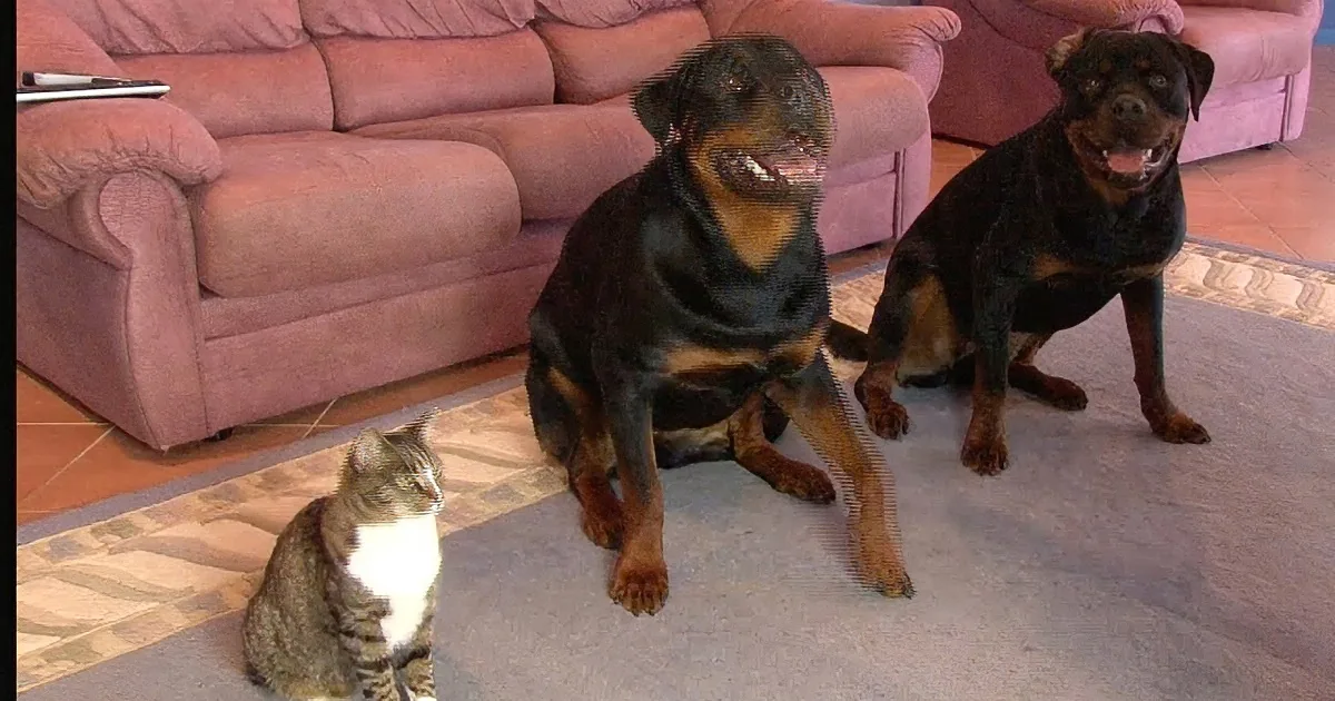 Two Rottweilers and a tabby cat sit on a rug in front of a pink couch.