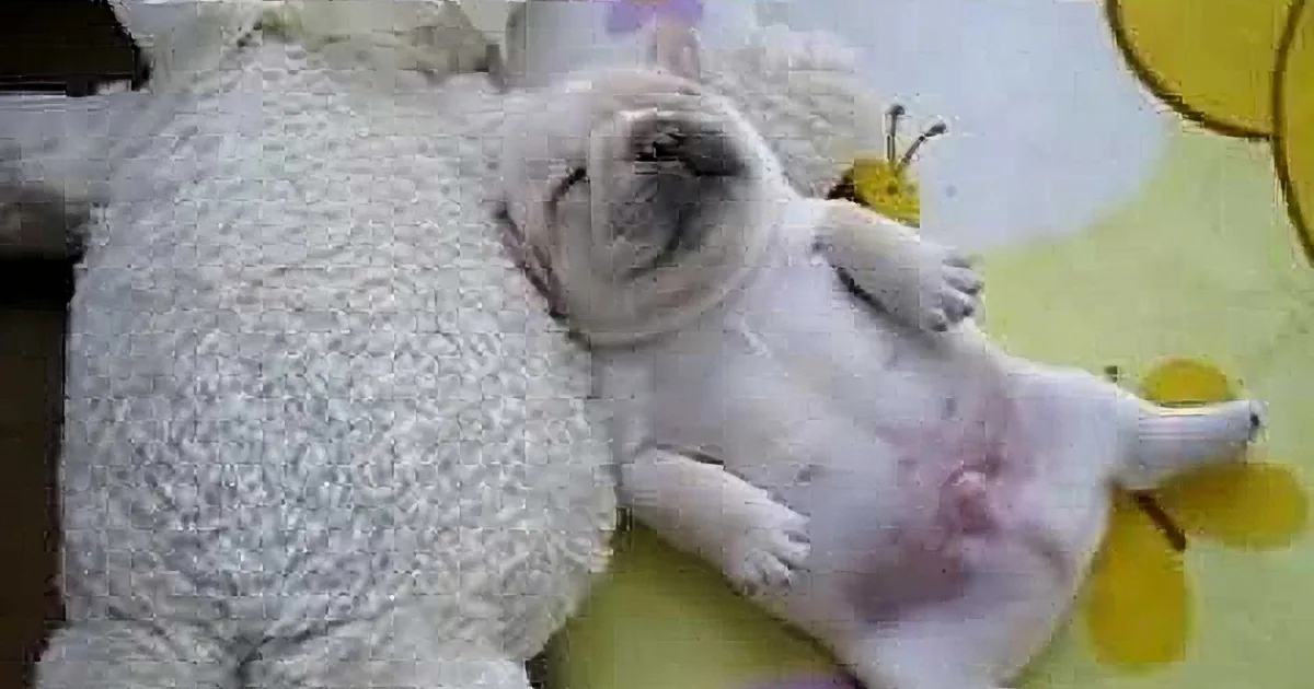 This Video Should Be Forbidden, It''s Too Endearing!