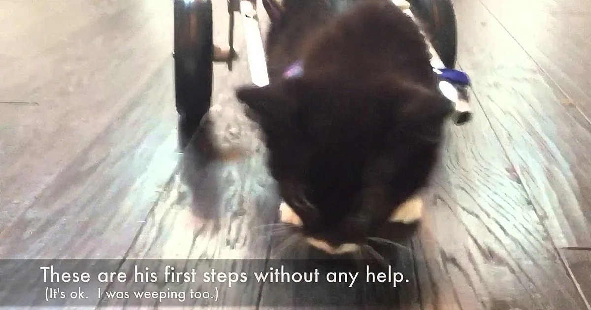 A black dog with a purple collar takes its first steps on a wooden floor, supported by a wheelchair.