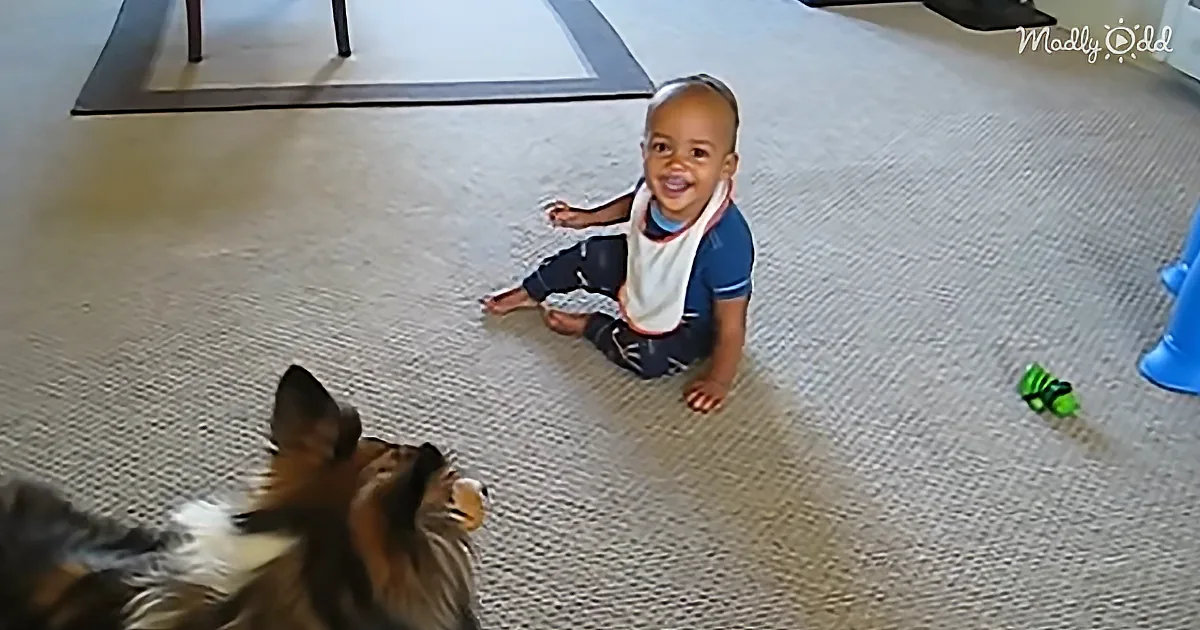 This Excited Dog Has the Baby in Fits of Giggles. You Will Be Too