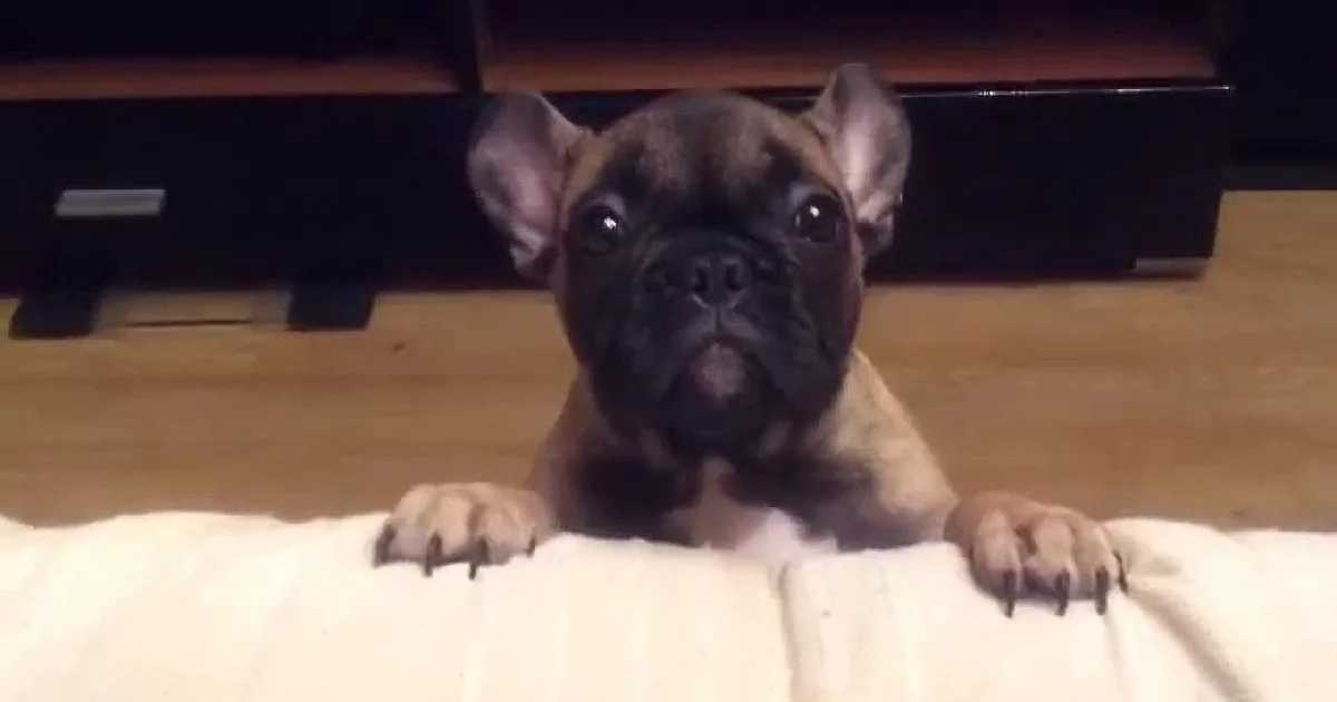 A French Bulldog puppy with a wrinkled face and perked ears is peeking over a white blanket, looking directly at the camera.