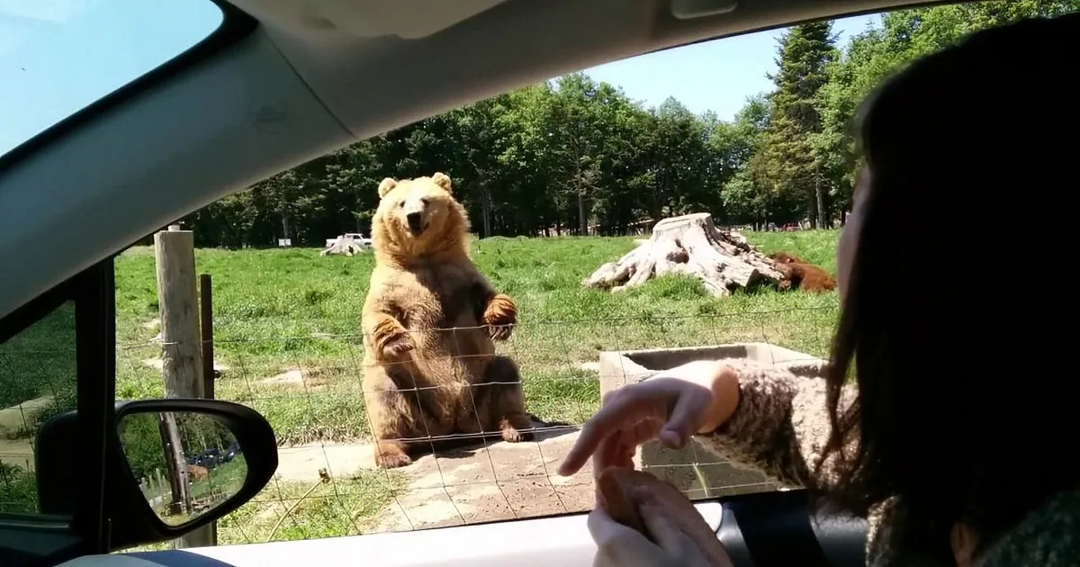 A person in a car feeds a large brown bear through a glass barrier in a grassy enclosure.