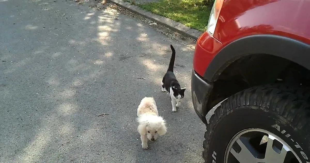 A small white dog and two cats are walking on a paved road near a red vehicle.