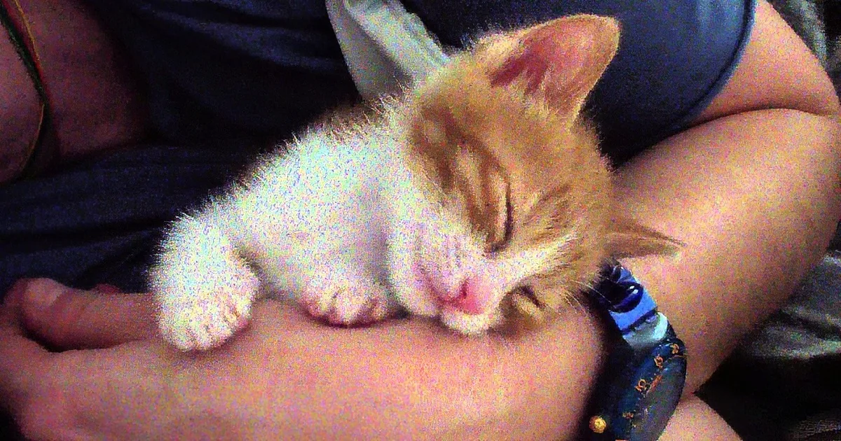 A small orange and white kitten rests peacefully on a person's lap, with a blue bracelet visible.