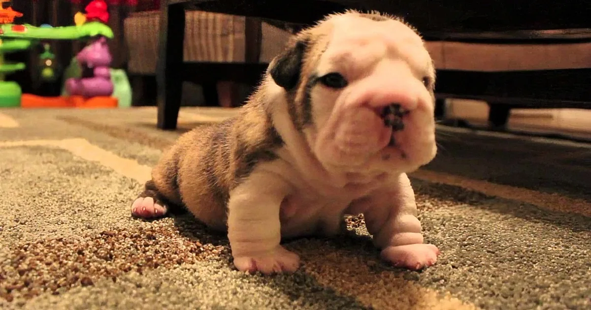 A bulldog puppy with a wrinkled face and striped fur is crawling on a carpet.