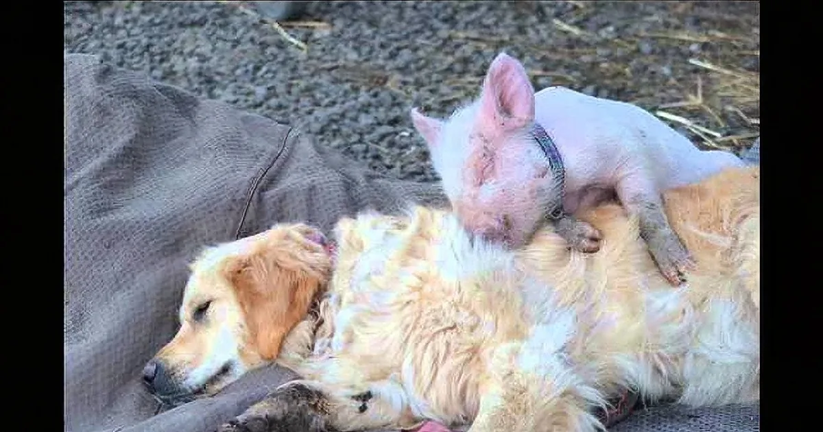 Blind Golden Retriever Becomes Friends With Pig Who Was Rescued From Certain Death!