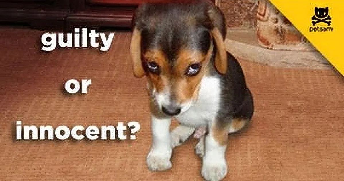 A beagle puppy stands on a carpet with text asking if it's guilty or innocent.