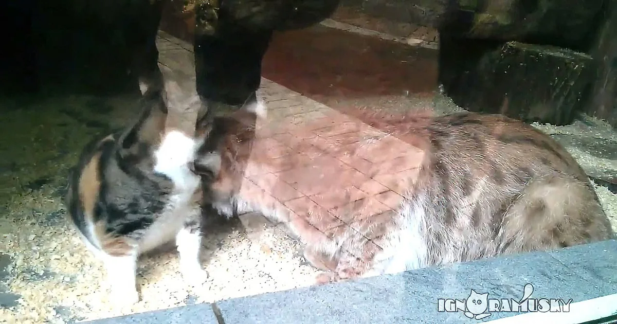 A calico cat lounges on a tiled surface, partially obscured by shadows and a dark object above.