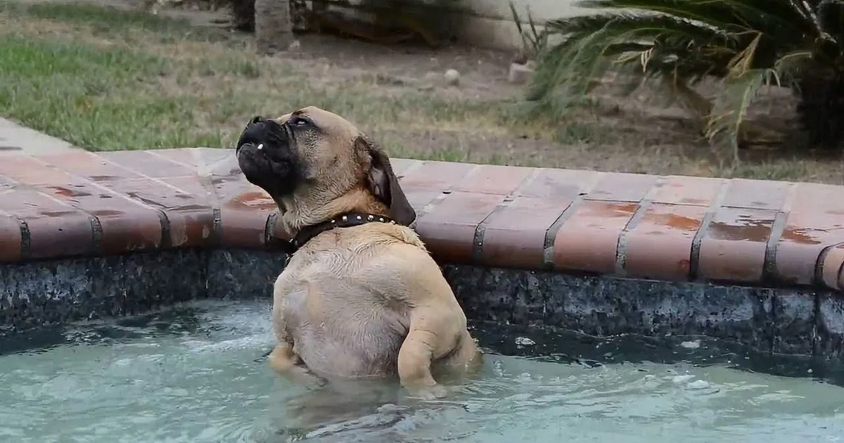 This Dog Adores the Hot Tub. Watch What He Does With the Water Jet! Whoa