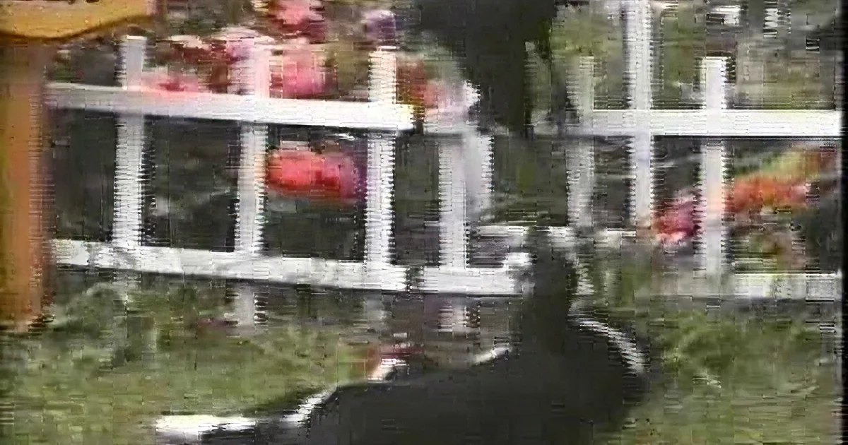 A person in a black outfit is standing on a white picket fence, with a black and white dog lying on the grass below.