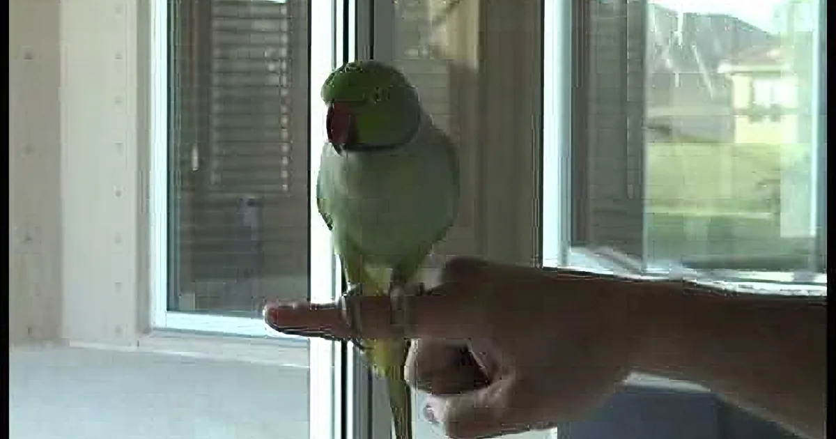 World's Most Intelligent Parrot? but When I Saw Him Play Golf I Was Speechless!