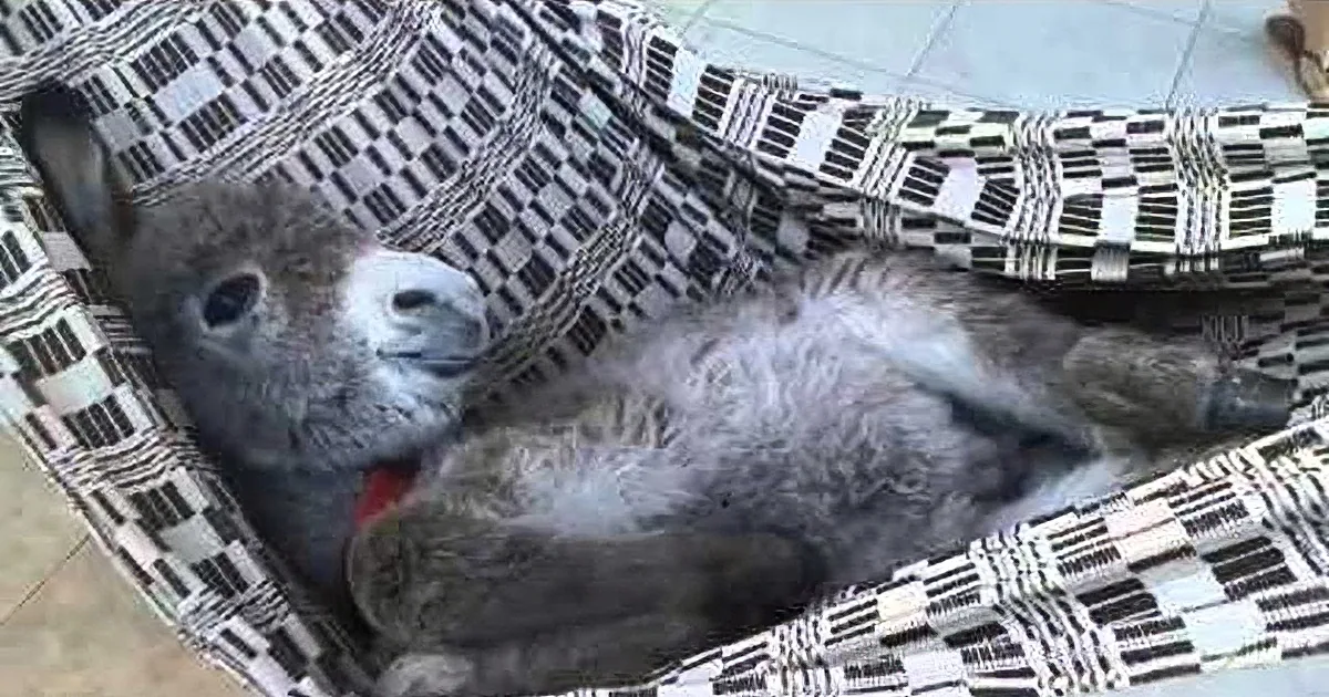 A cat is lying on a checkered blanket, appearing to be asleep or resting.