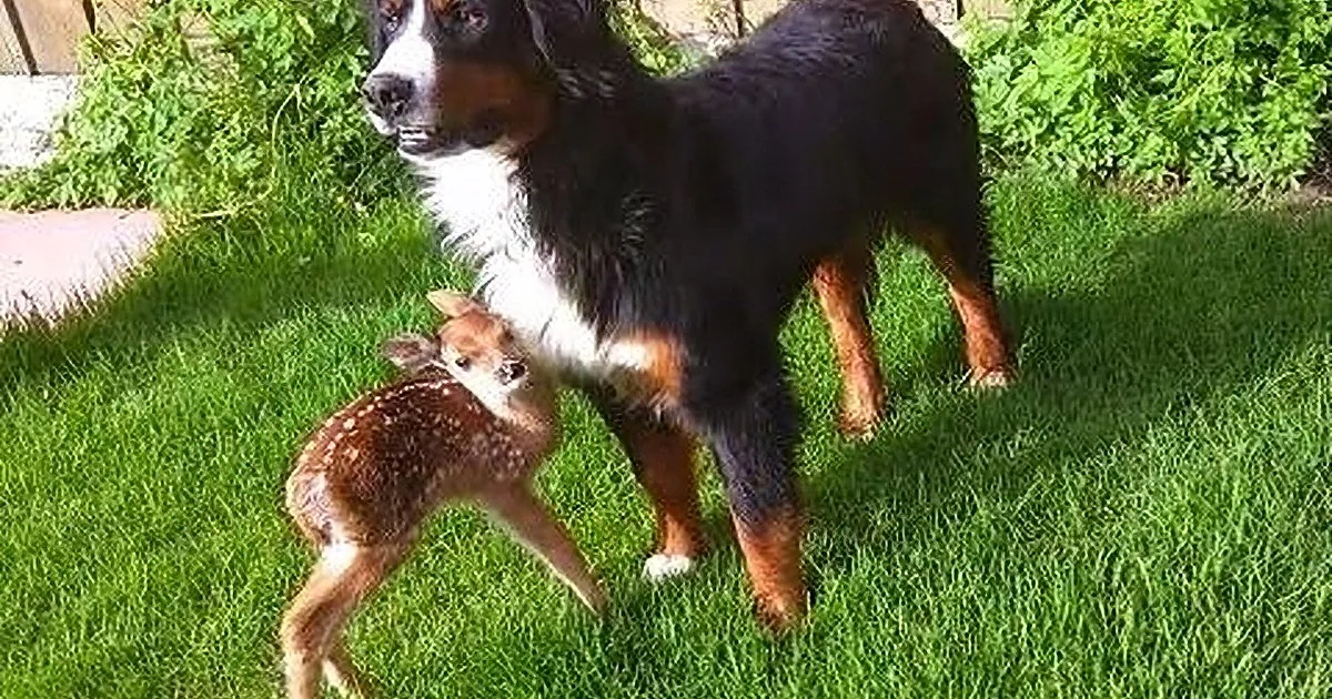 This Whitetail Fawn Was Abandoned by His Mother Due to an Injury. You Won''t Believe What Happens!
