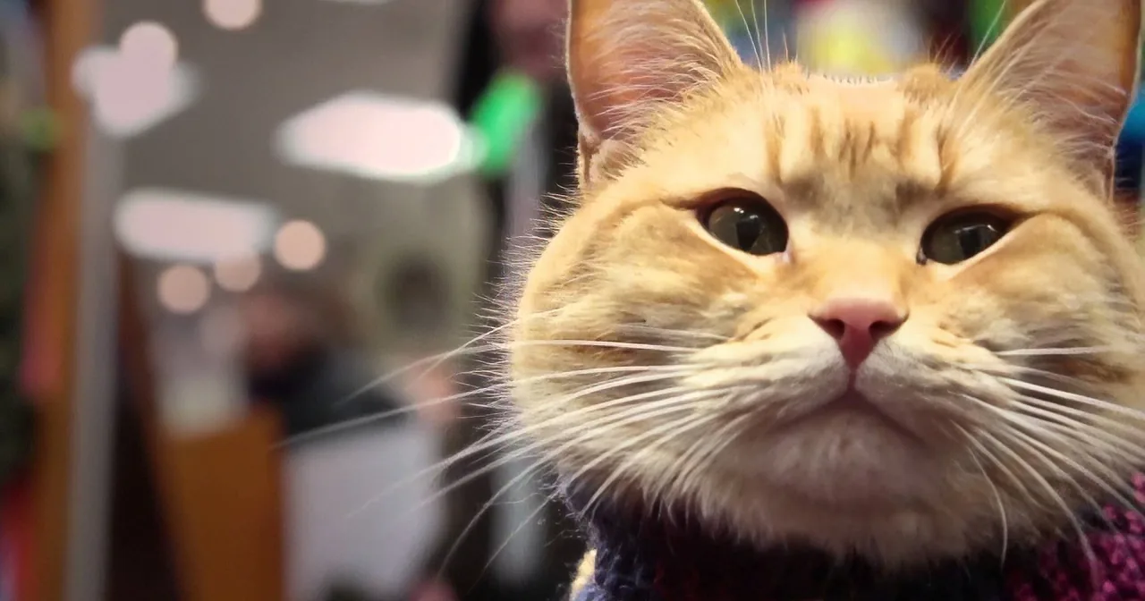 A close-up of a ginger cat wearing a sweater, looking directly at the camera with a curious expression.