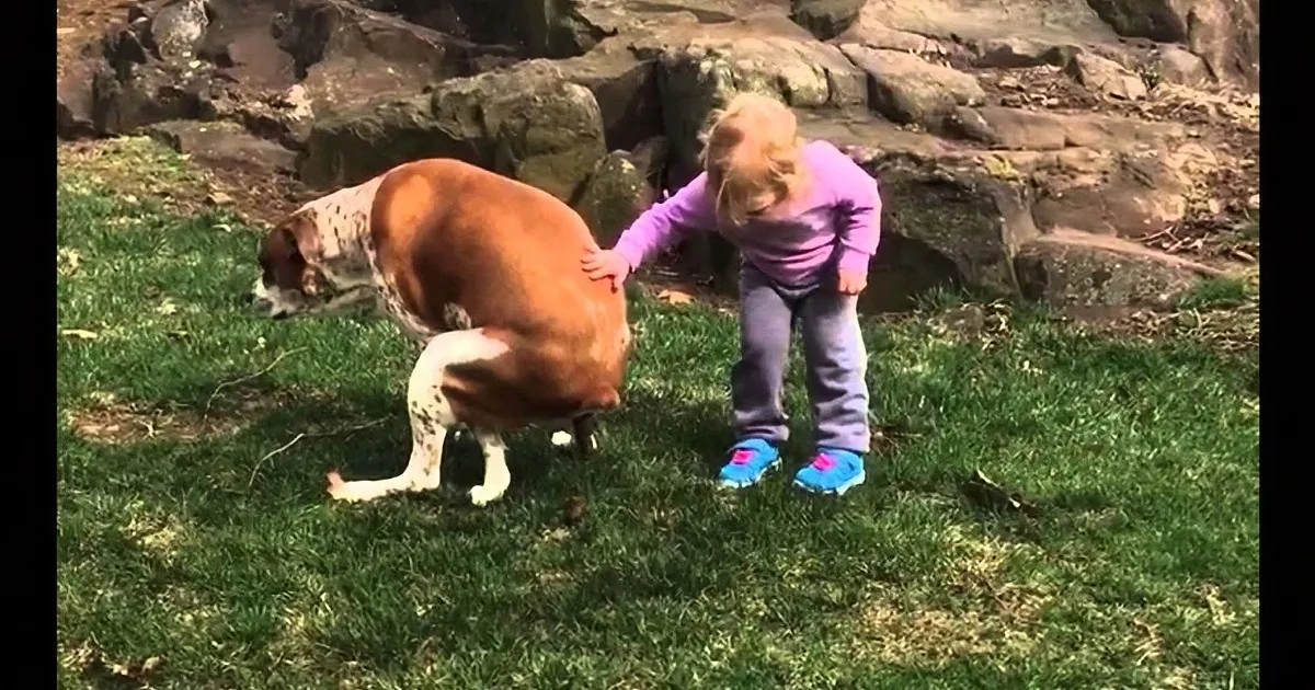 A child pets a cow while stepping on colorful shoes on the grass.