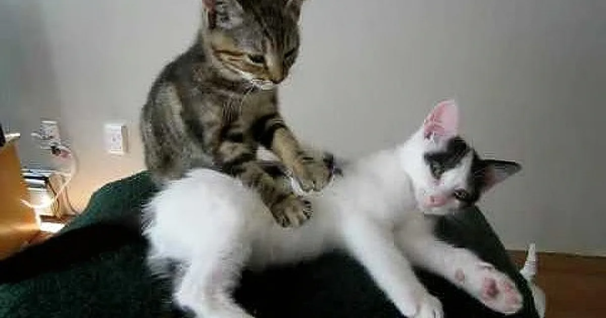 A tabby cat gently interacts with a white and black kitten, both on a dark surface.