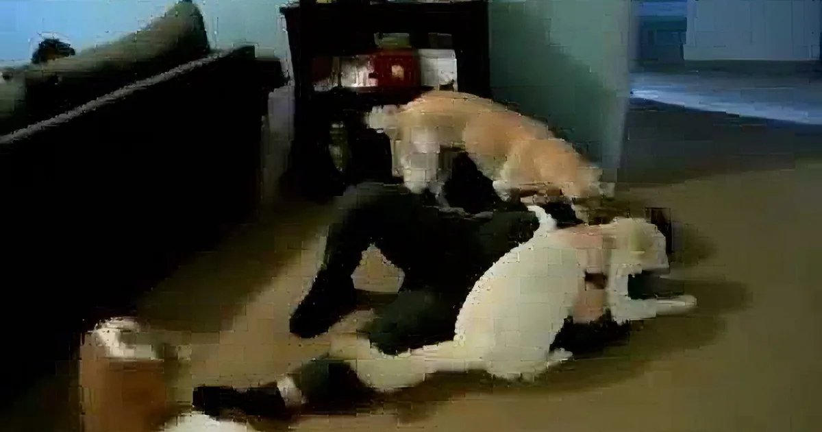 A dog is playfully interacting with a cat on a wooden floor, surrounded by furniture.
