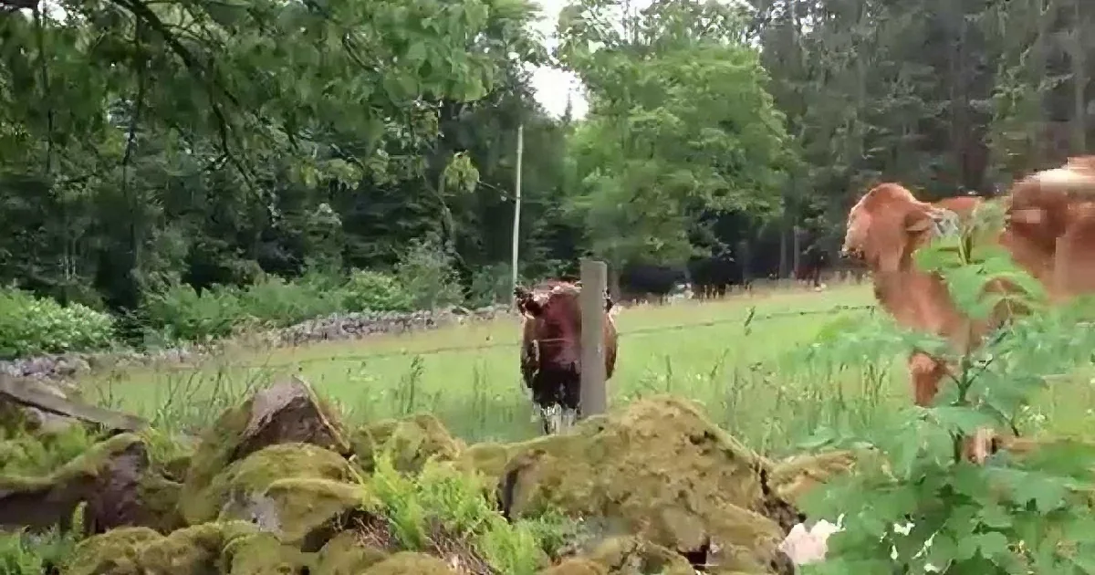 Cows graze in a lush green field surrounded by trees and a stone wall.