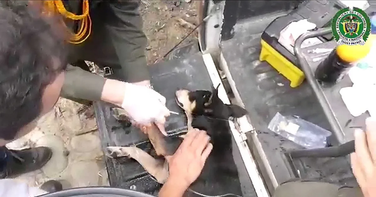A person in uniform holds a small dog while another person administers a shot, with medical supplies and a badge visible.
