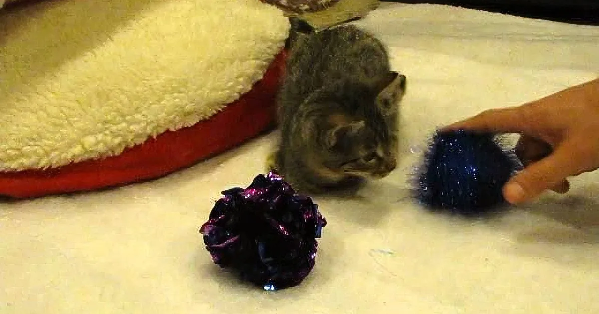 A cat sits near a red and white cushion, surrounded by glittery objects and a hand holding a blue one.