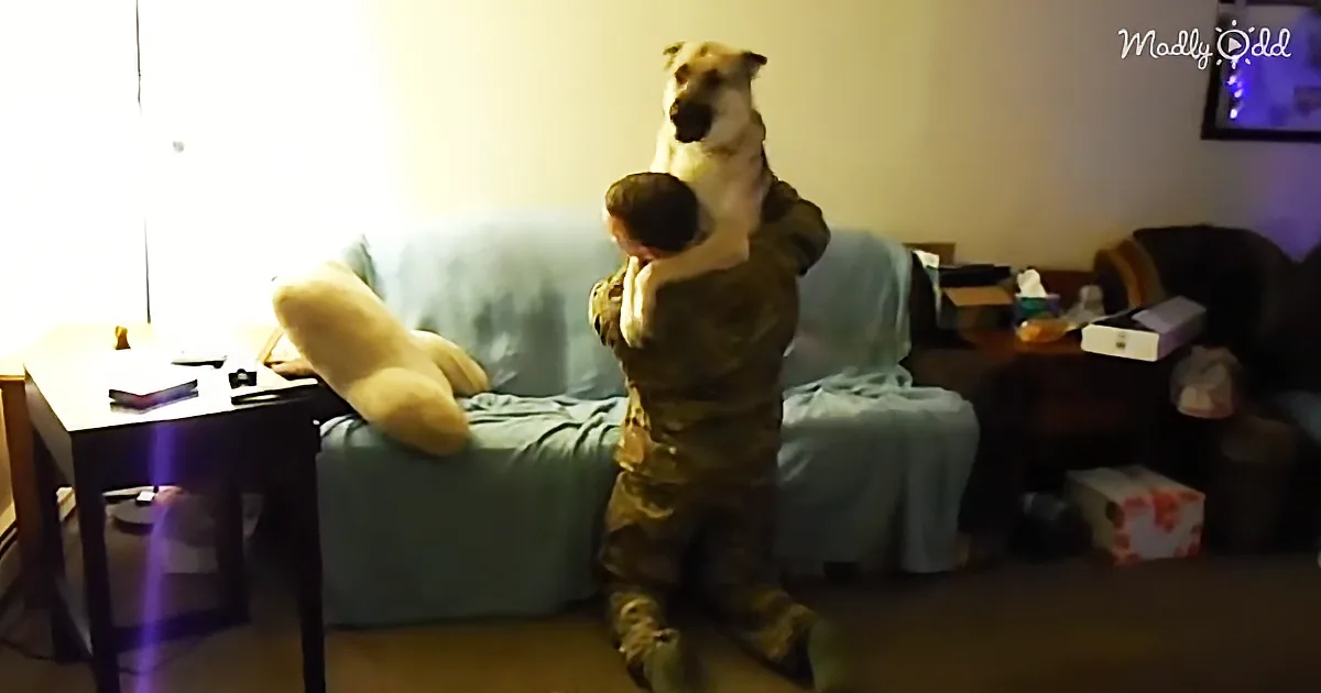 These Dogs Welcoming Their Soldiers Home Is Sure to Bring a Smile, and Maybe a Tear