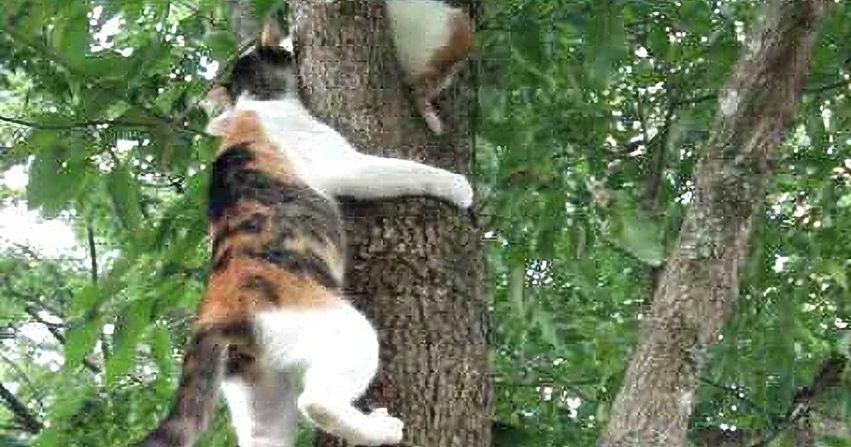 A calico cat is climbing a tree, with its back facing the camera and its front paws gripping the bark.