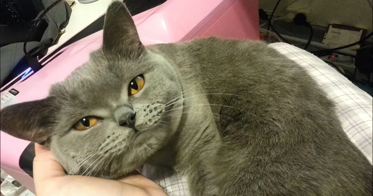 A gray cat with striking yellow eyes is being petted by a hand, lying on a checkered surface.