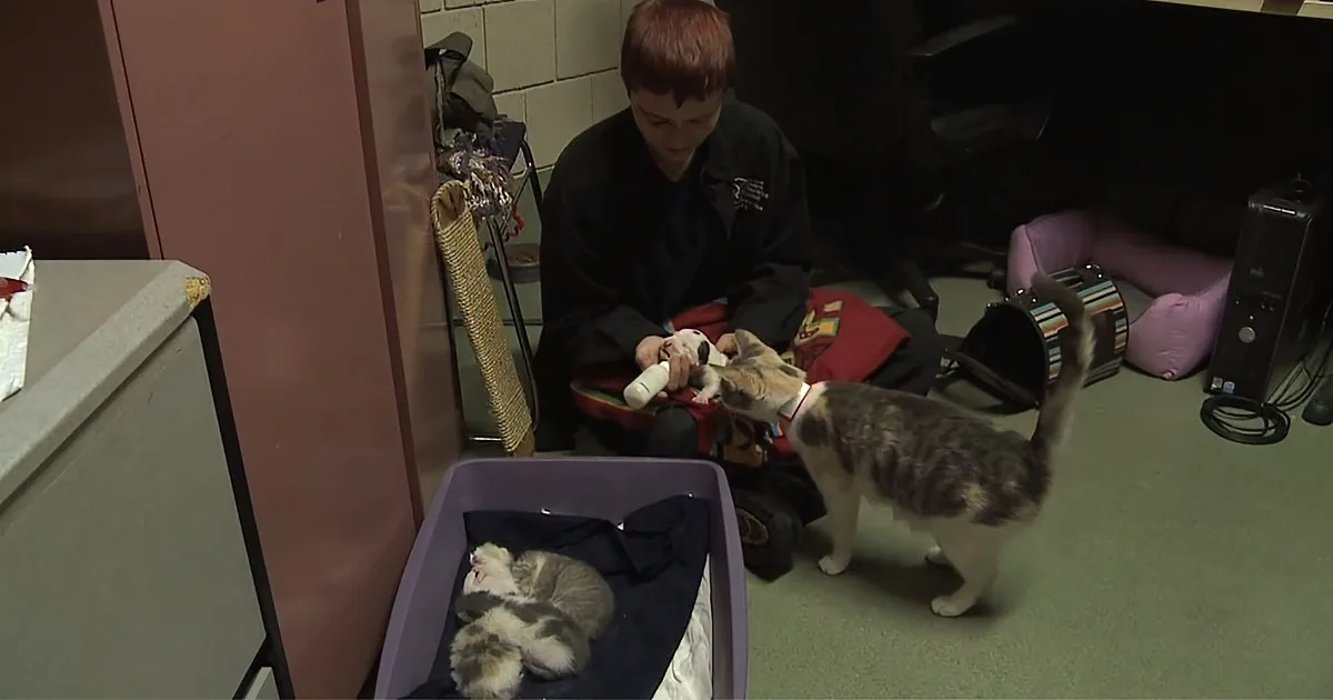 Sweet Mother Cat Adopts Abandoned Puppy and Rescues Him From Certain Death