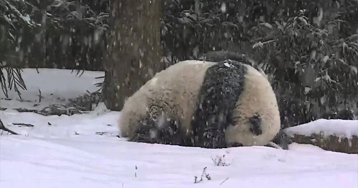 A panda bear is rolling in the snow, its black and white fur contrasting with the white surroundings.
