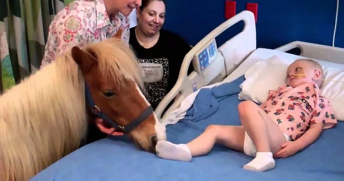A child in a hospital bed interacts with a small pony, surrounded by adults.