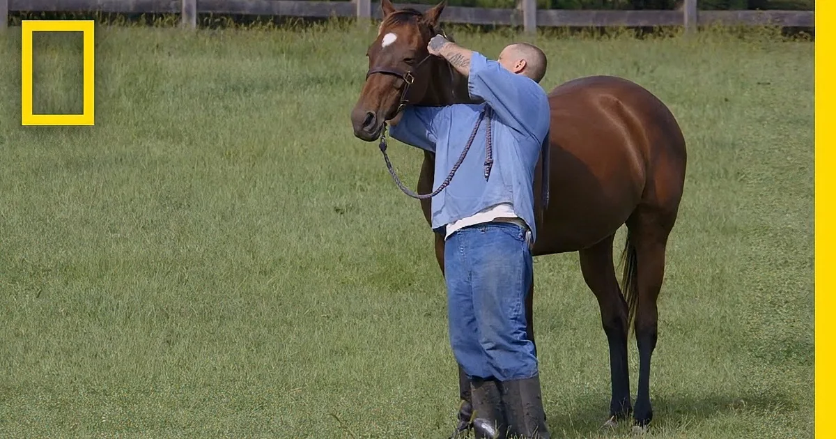 A man in blue adjusts a horse's bridle in a grassy field.