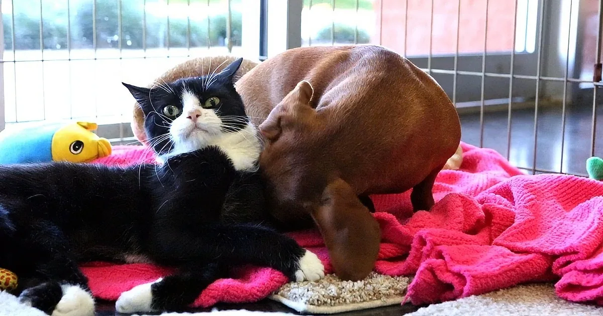 A black and white cat lies on a pink blanket, while a brown dog snuggles nearby, both appearing relaxed.