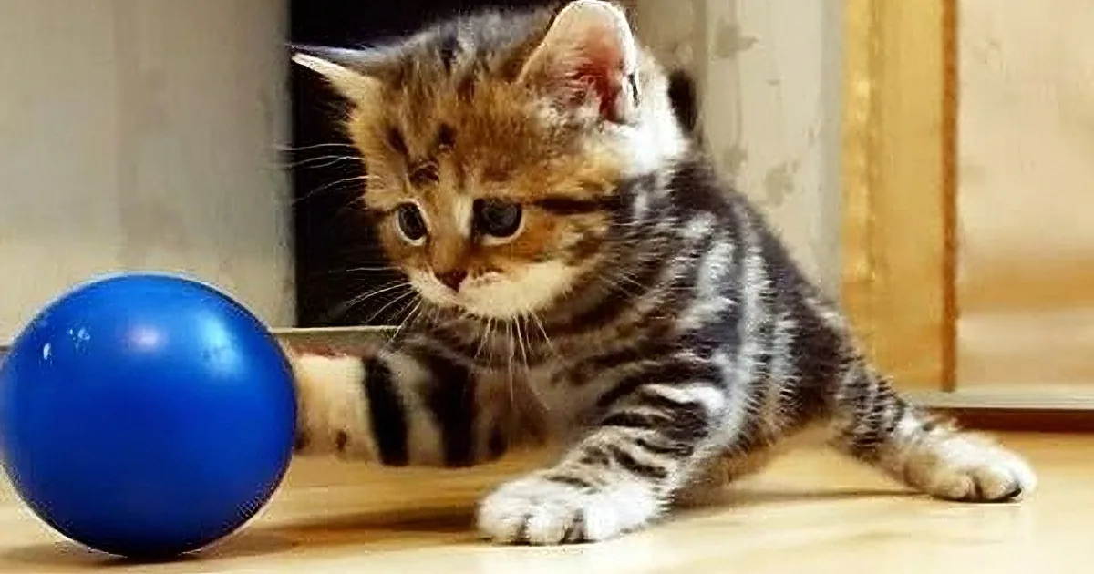 A playful kitten with striped fur chases a blue ball on a wooden floor.