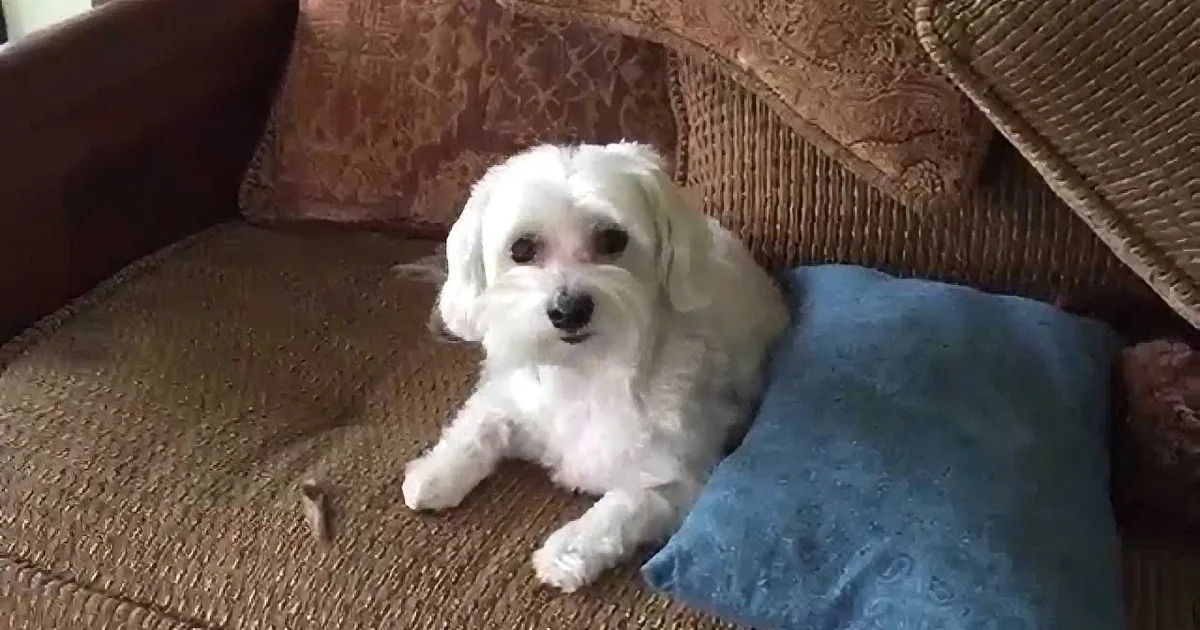 A fluffy white dog rests on a brown couch with a blue blanket, looking directly at the camera.