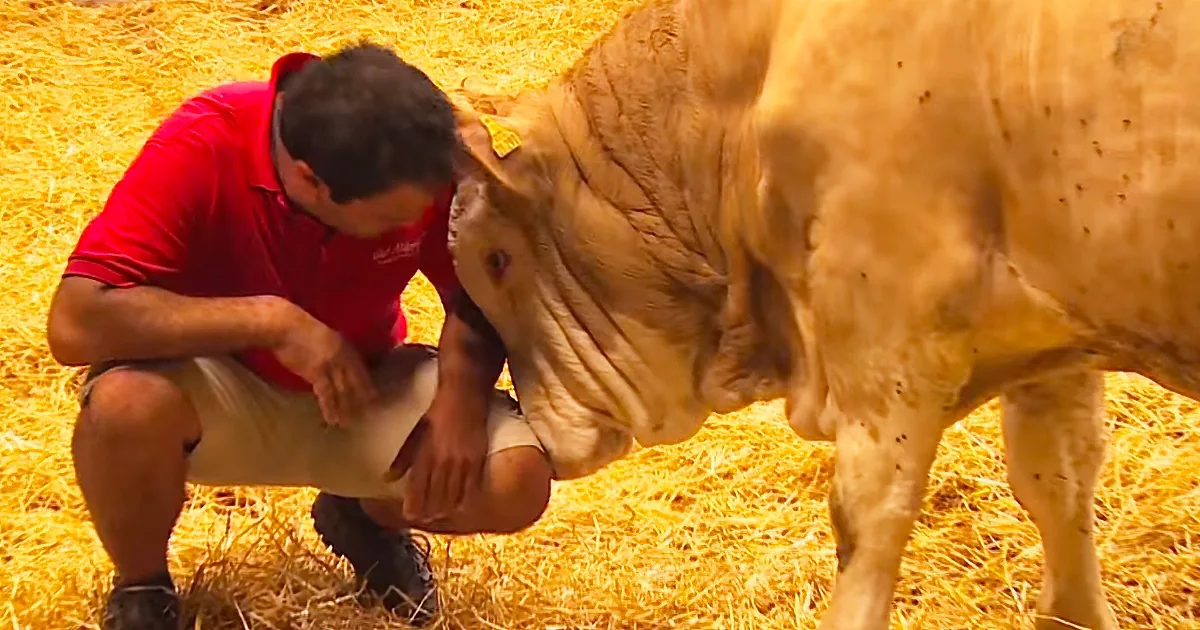 This Bull Is Set Free for the First Time and Does a Dance!