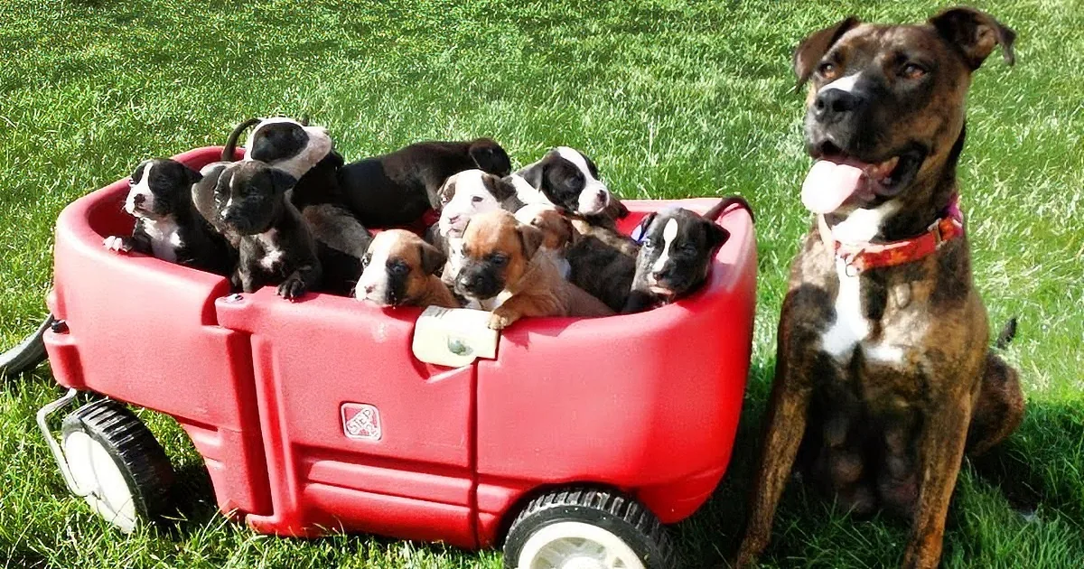 A Boxer dog sits beside a red wagon filled with its puppies on a grassy lawn.