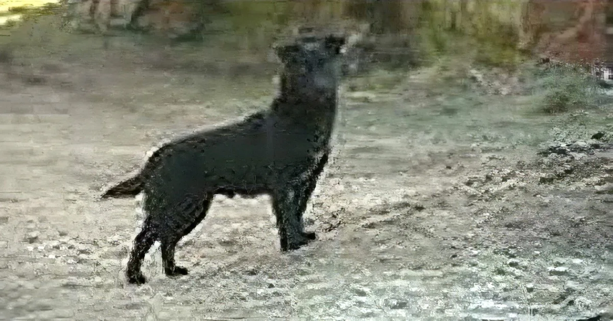 A black dog stands alert on a sandy surface, its ears perked up, looking to the side.
