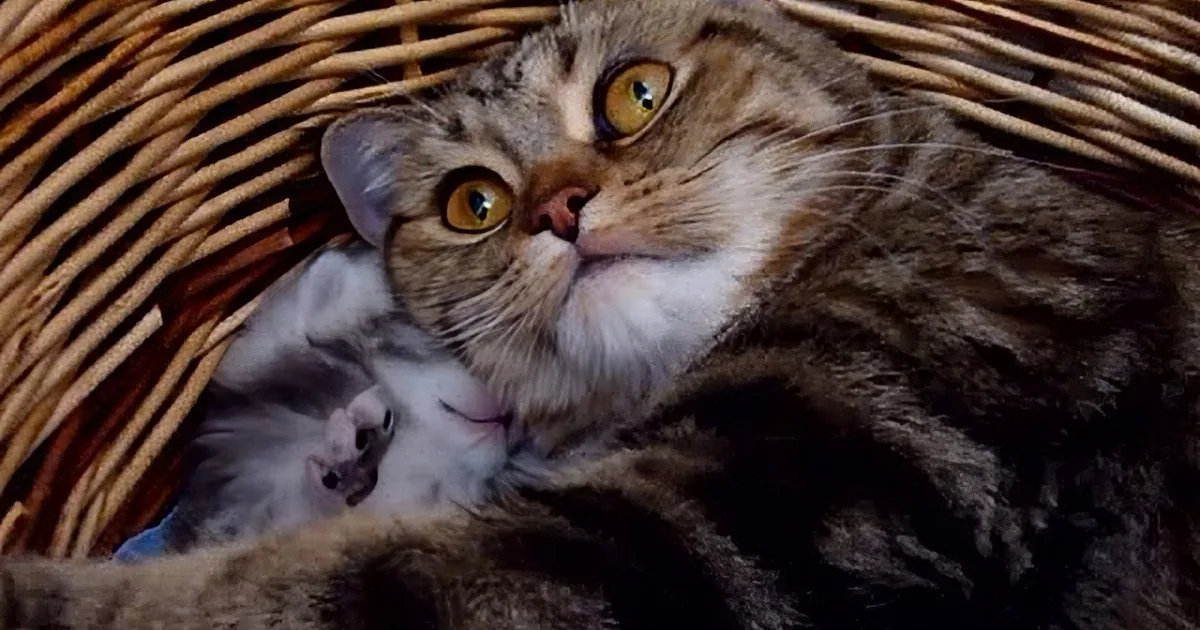 A tabby cat with yellow eyes sits in a wicker basket, looking directly at the camera.