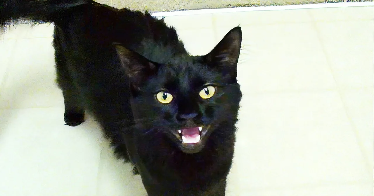 A black cat with bright yellow eyes and an open mouth stands on a white tiled floor.