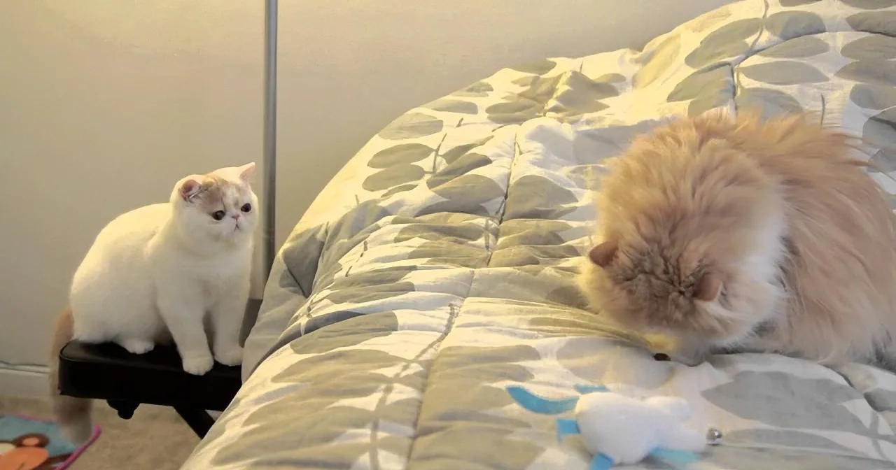 A fluffy cat lies on a bed, while another cat sits on a chair nearby, both appearing relaxed.