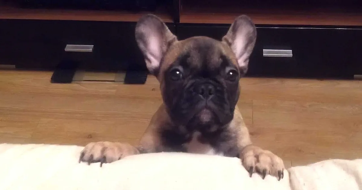 When Dad Tells This French Bulldog He''s Not Allowed on the Couch, Watch What He Does